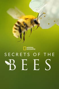 Die geheimnisvolle Welt der Bienen – Poster