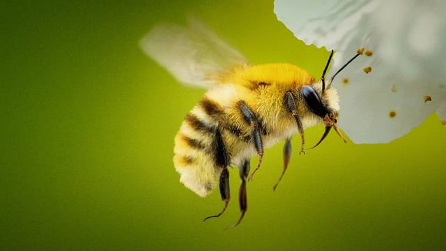 Die geheimnisvolle Welt der Bienen – Szenenbild