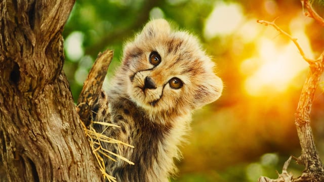 Für die Wildnis geboren – Szenenbild